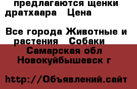 предлагаются щенки дратхаара › Цена ­ 20 000 - Все города Животные и растения » Собаки   . Самарская обл.,Новокуйбышевск г.